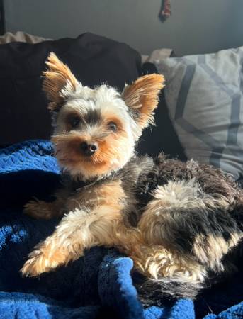 Lost Dog in San Lorenzo