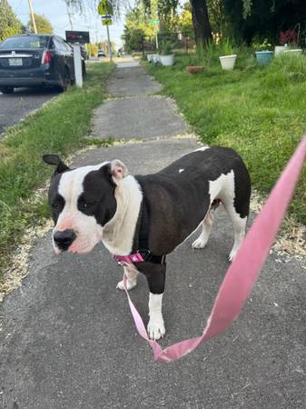 Found dog