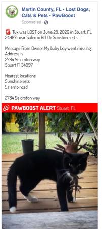 Lost Cat in Stuart