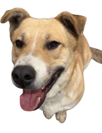 Lost dog