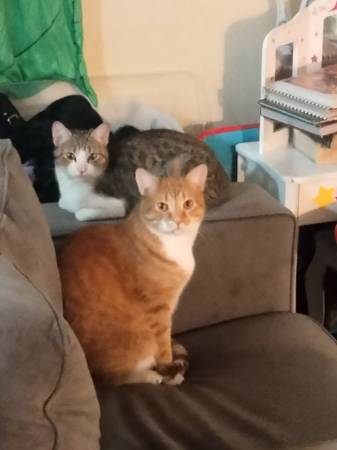 Lost Cat in Tucson