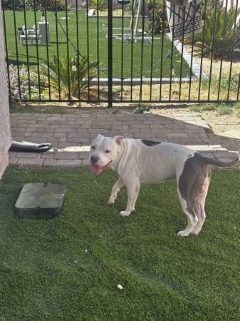 Found dog