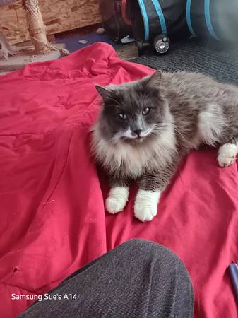 Lost Cat in Santa Rosa