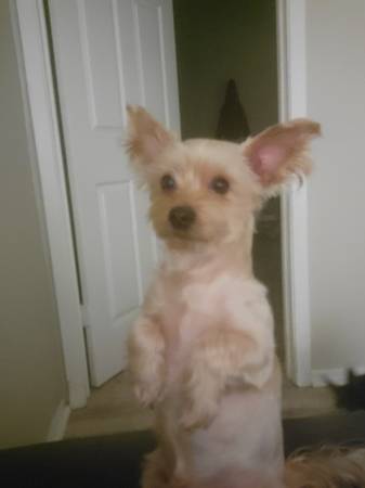 Lost dog