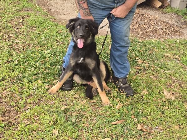 Found Dog in Duson