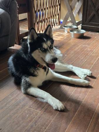 Found dog