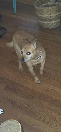 Found Dog in Benton Harbor