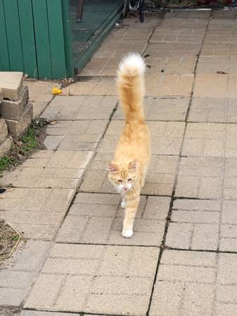 Lost cat
