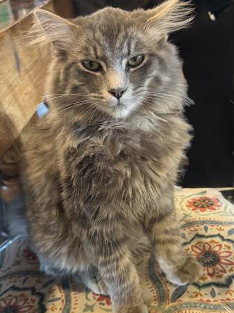 Lost cat
