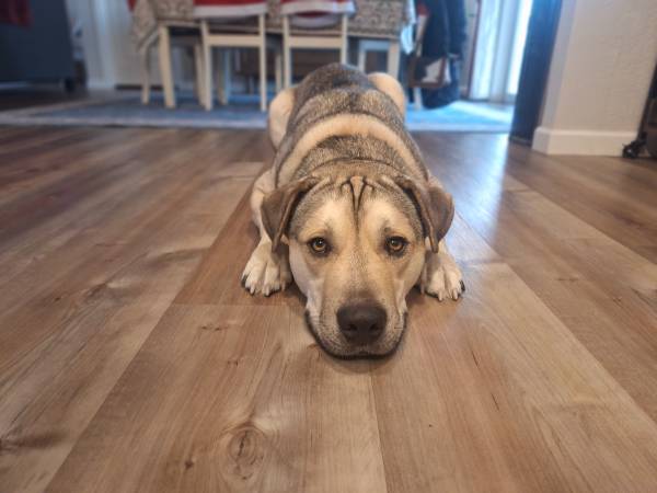 Lost Dog in Meacham