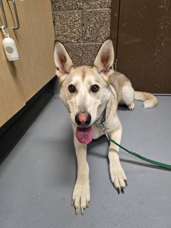 Found Dog in Oregon