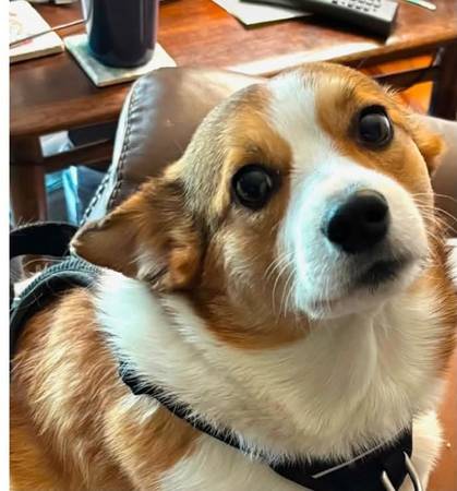 Lost dog