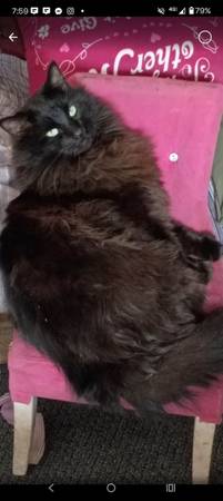 Lost cat