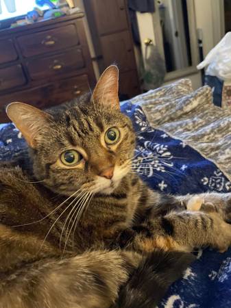 Lost cat