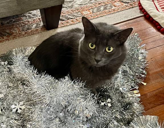Lost Cat in Schenectady