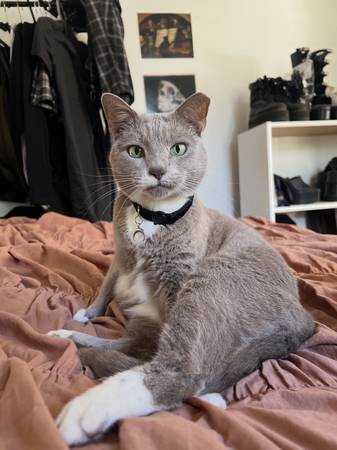 Lost cat