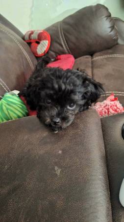Lost dog
