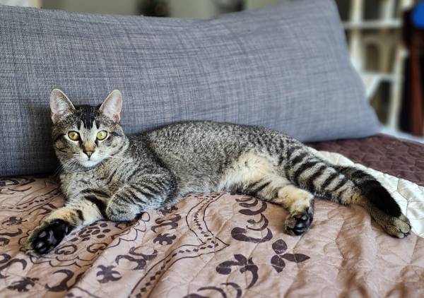Lost cat