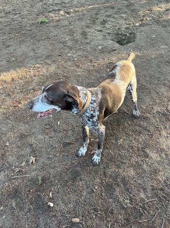 Lost Dog in Federal Way
