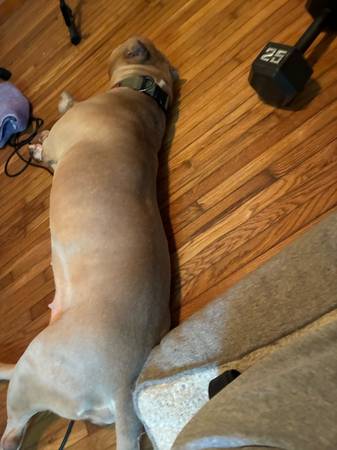 Found dog