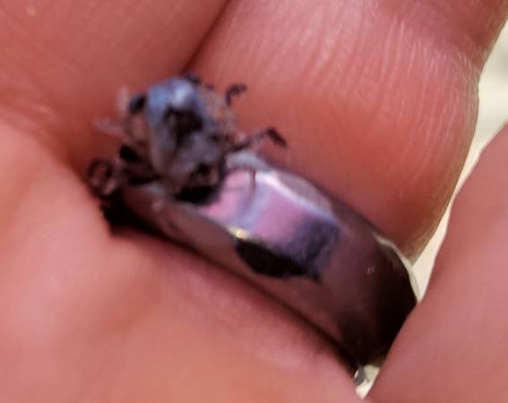Lost Ring in Topsail Beach