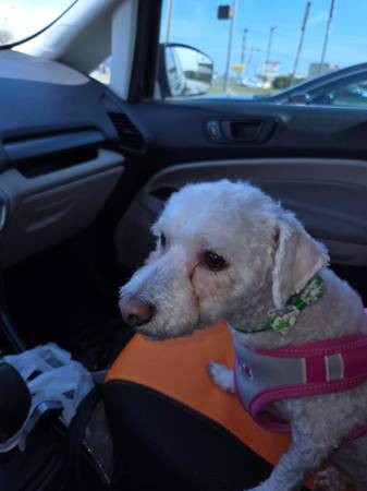 Lost Dog in Killeen