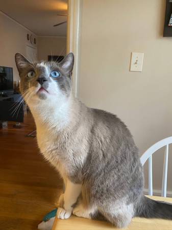 Lost cat