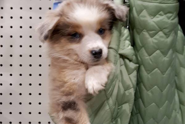 Lost dog
