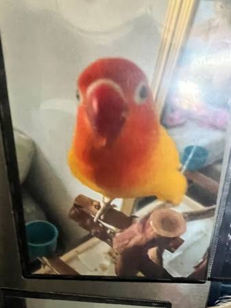 Lost bird