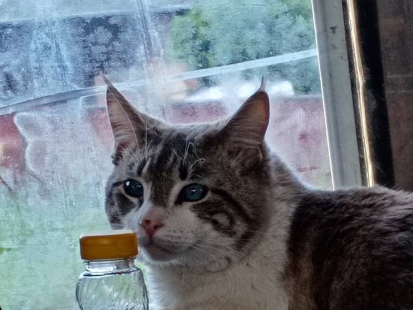 Lost cat