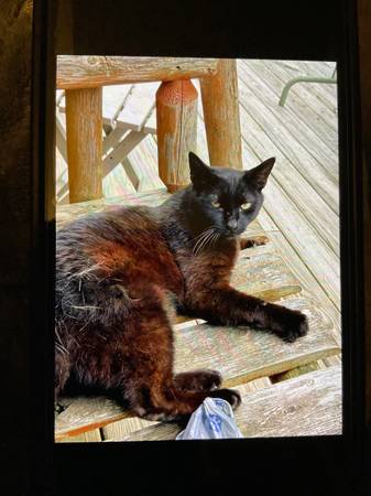 Lost cat