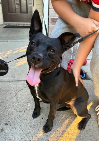 Found Dog in Waxahachie