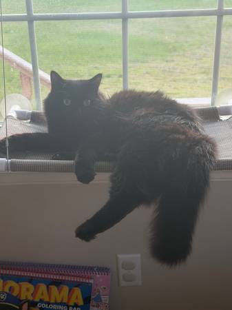 Lost Cat in Muskegon