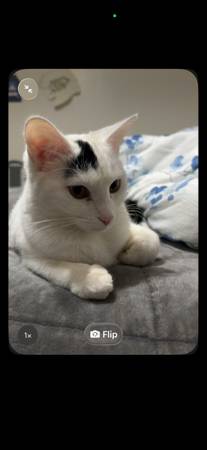 Lost Cat in Avondale