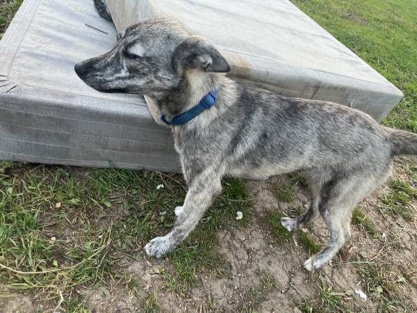 Lost dog