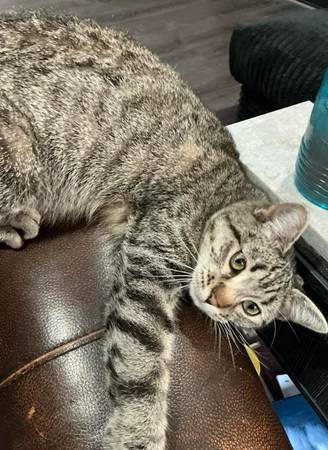 Lost cat