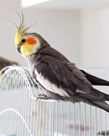 Lost Bird in Mission