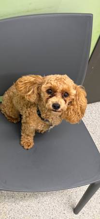 Lost dog