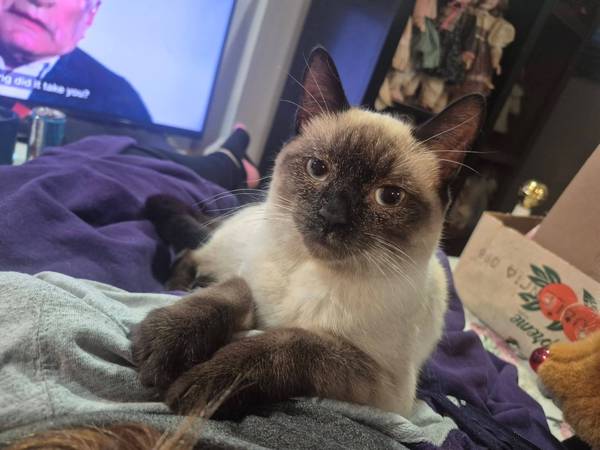 Lost cat