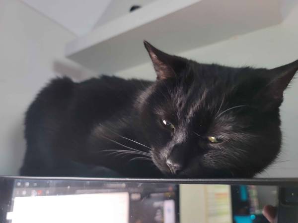 Lost cat