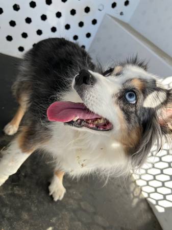 Found dog