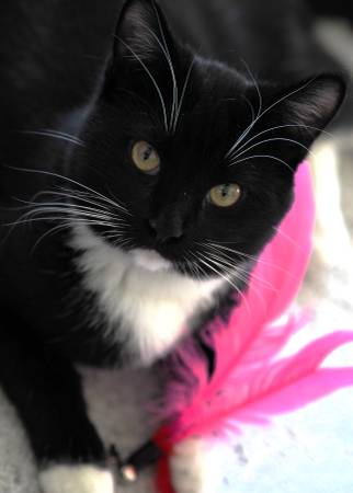Lost cat