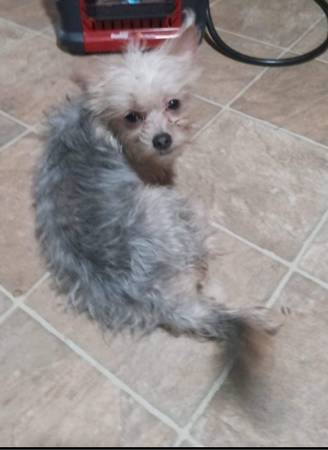 Lost dog
