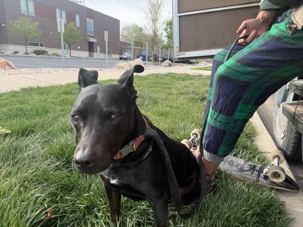 Found dog