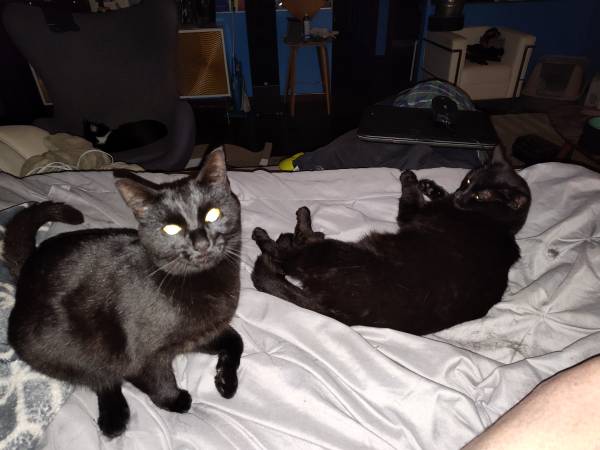 Lost cat