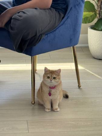 Lost Cat in Lake Forest