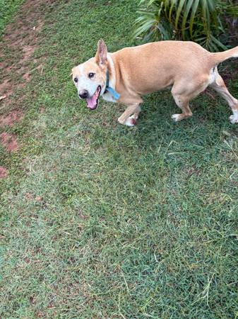 Lost dog