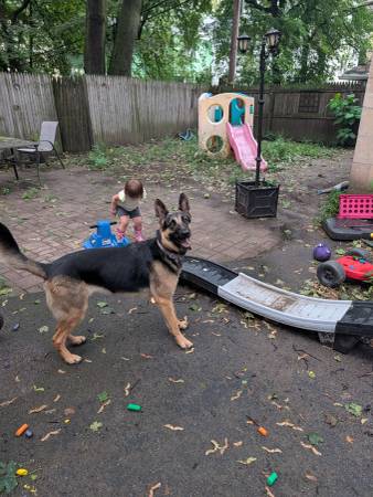 Lost dog