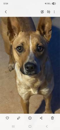 Lost dog