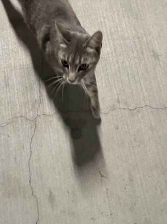 Found Cat in Arcadia